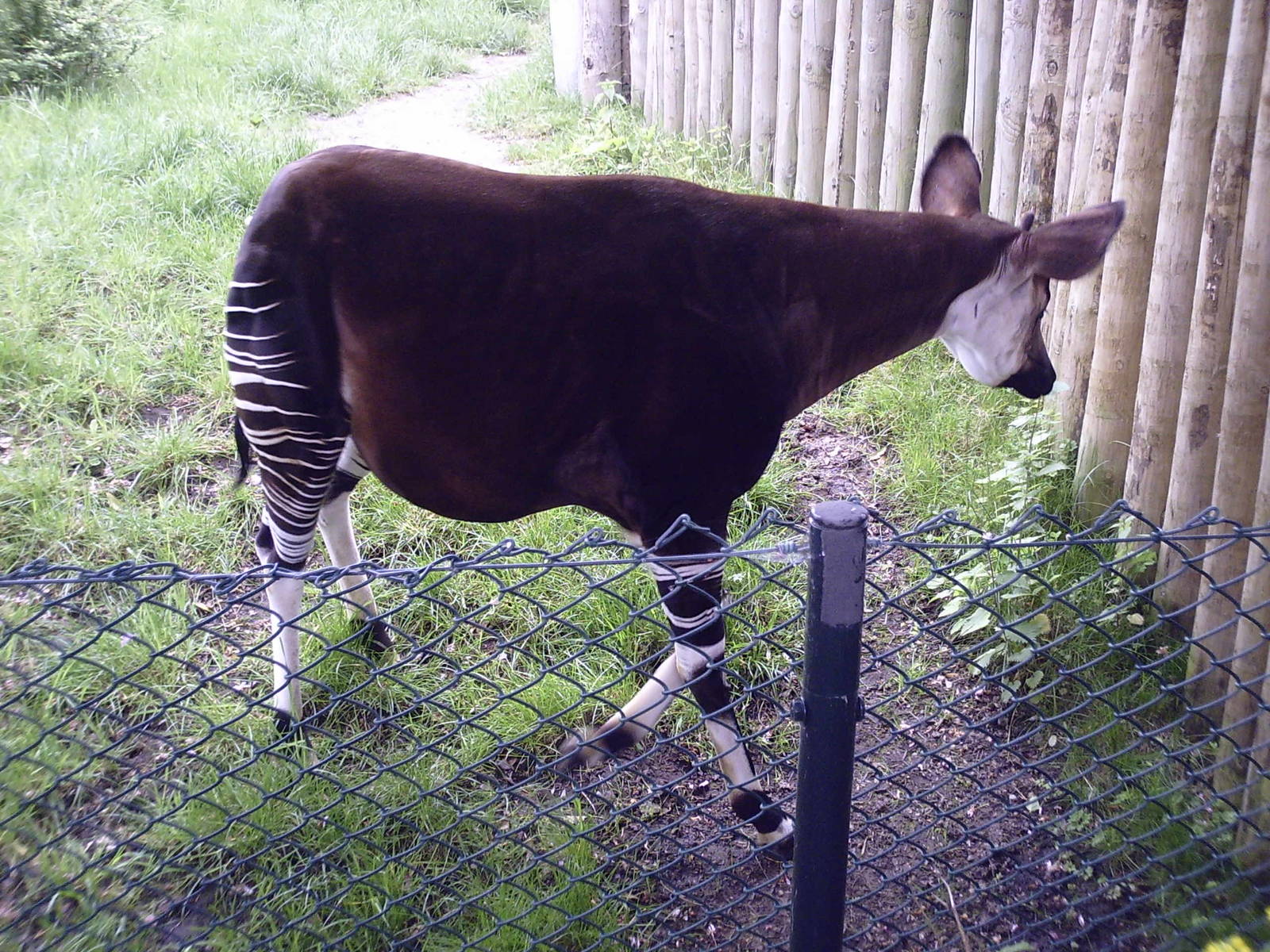 Okapi - 10-05-2009