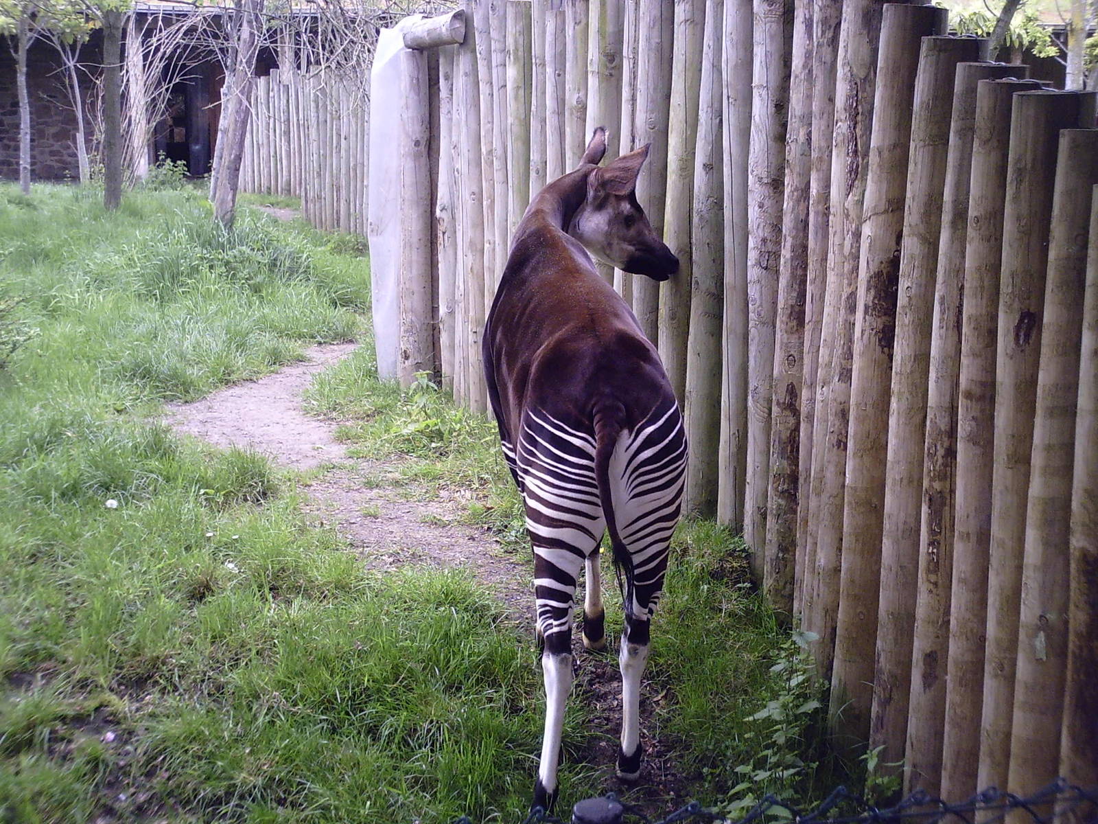 Okapi - 10-05-2009