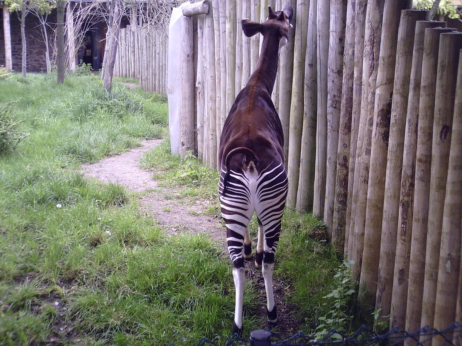 Okapi - 10-05-2009
