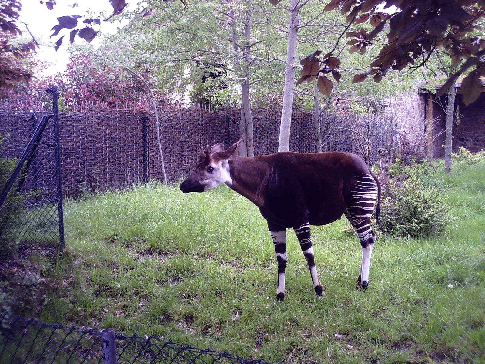 Okapi - 10-05-2009