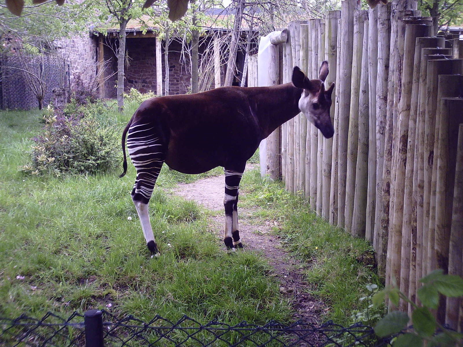 Okapi - 10-05-2009