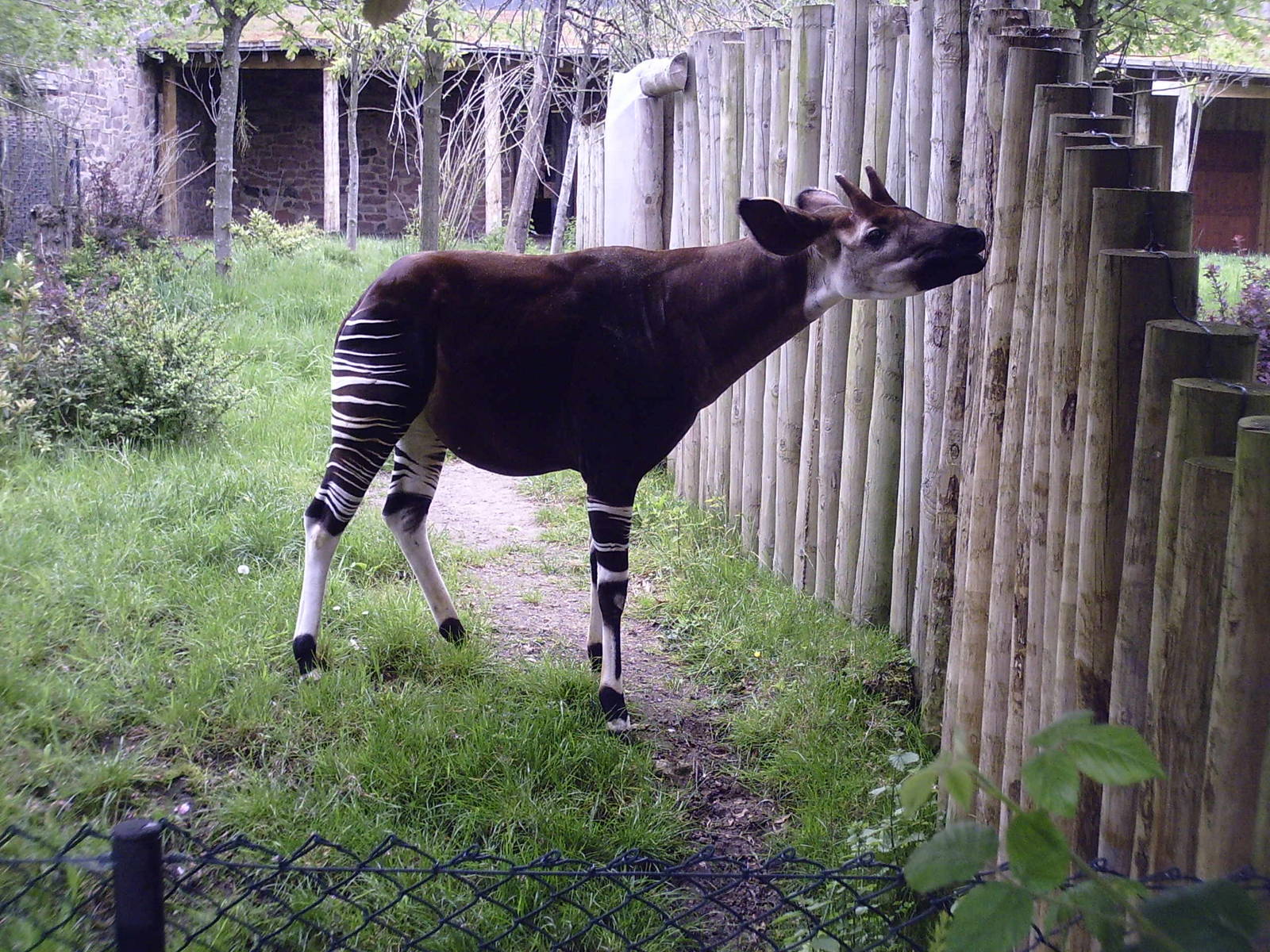 Okapi - 10-05-2009