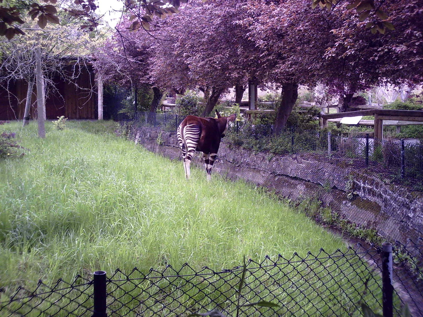 Okapi - 10-05-2009