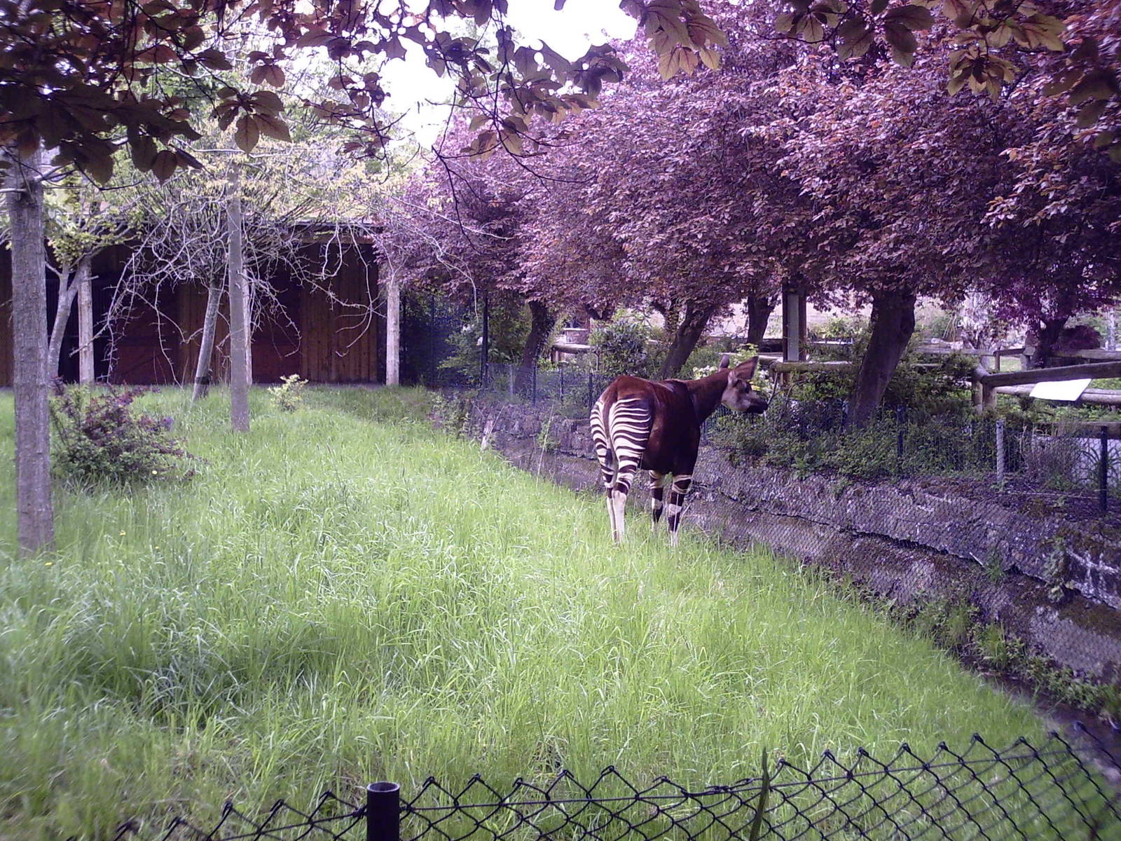 Okapi - 10-05-2009