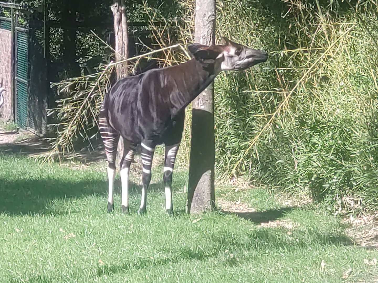 Okapi 13/8/23