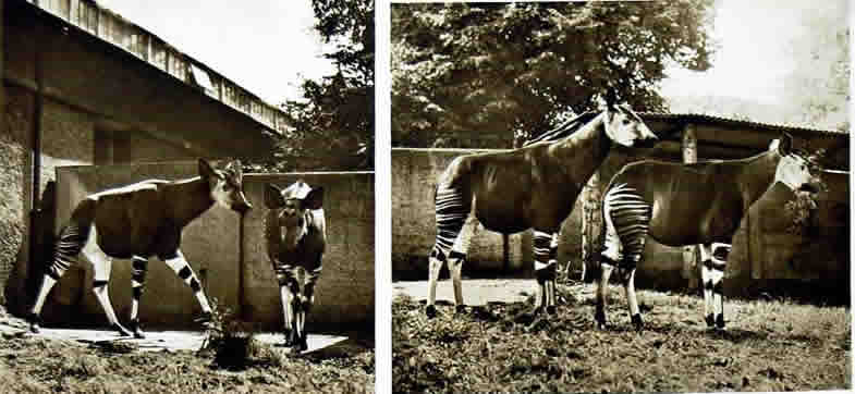 Okapi 1949
