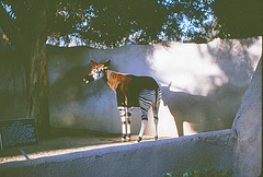 Okapi 1964