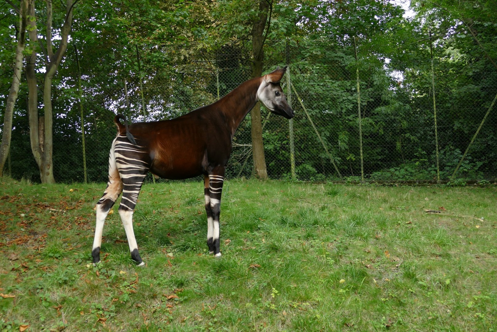 Okapi #2, September 2018