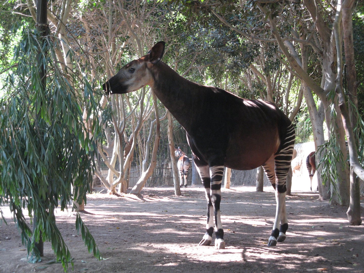 Okapi (2008)