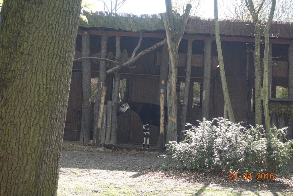 Okapi 21.4.16