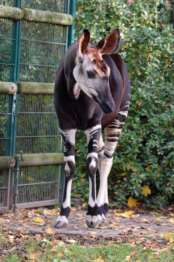 Okapi, 25.10.2019