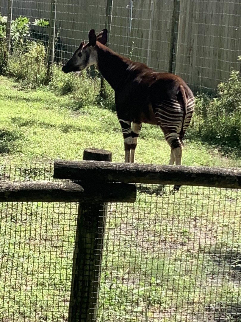 Okapi 3/20/24
