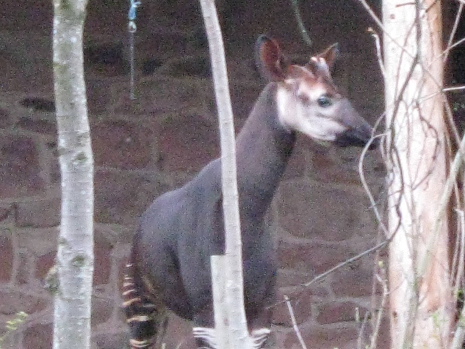 Okapi 3.8.09