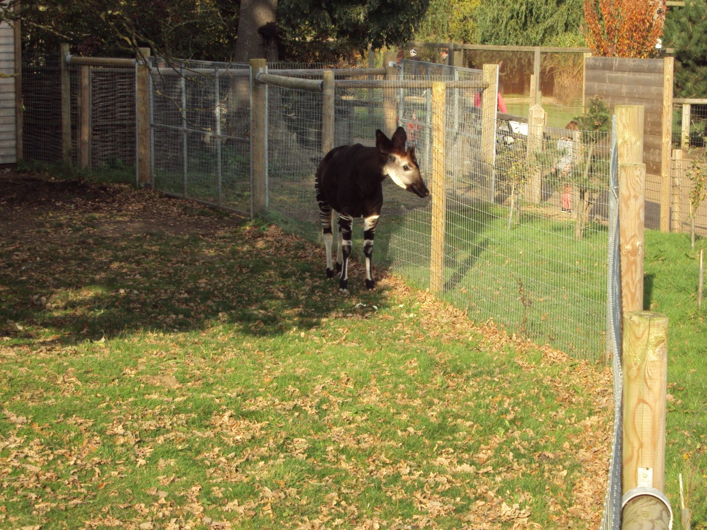 Okapi 30/10/2019