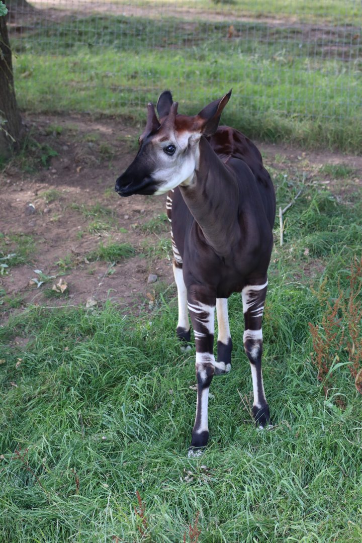 Okapi - 30 July 2020