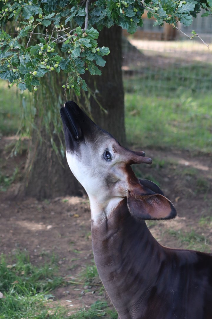 Okapi - 30 July 2020