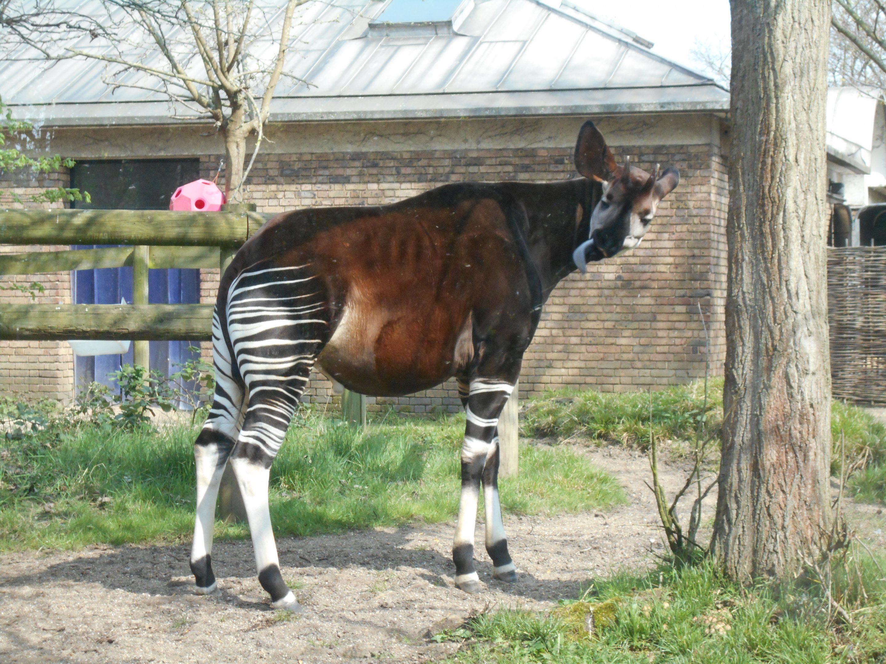 Okapi 30 March 2019