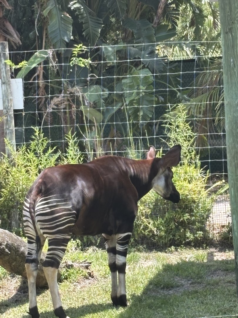 Okapi - 5/27/2025