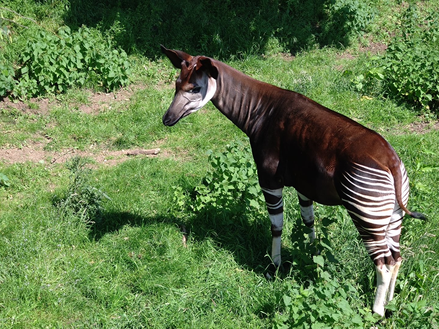 Okapi 6/6/24