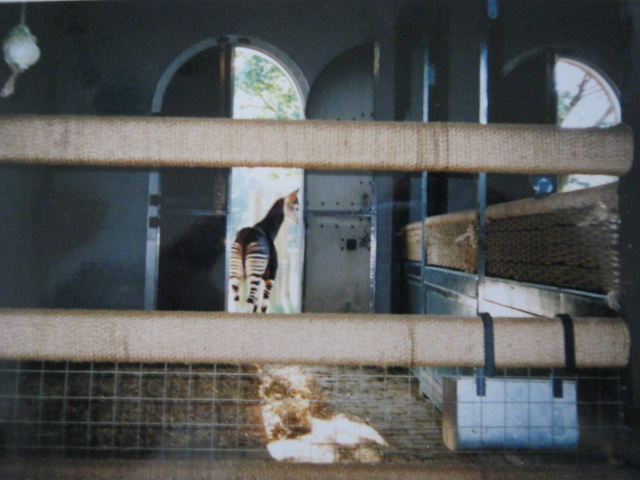 Okapi  6th October 1999