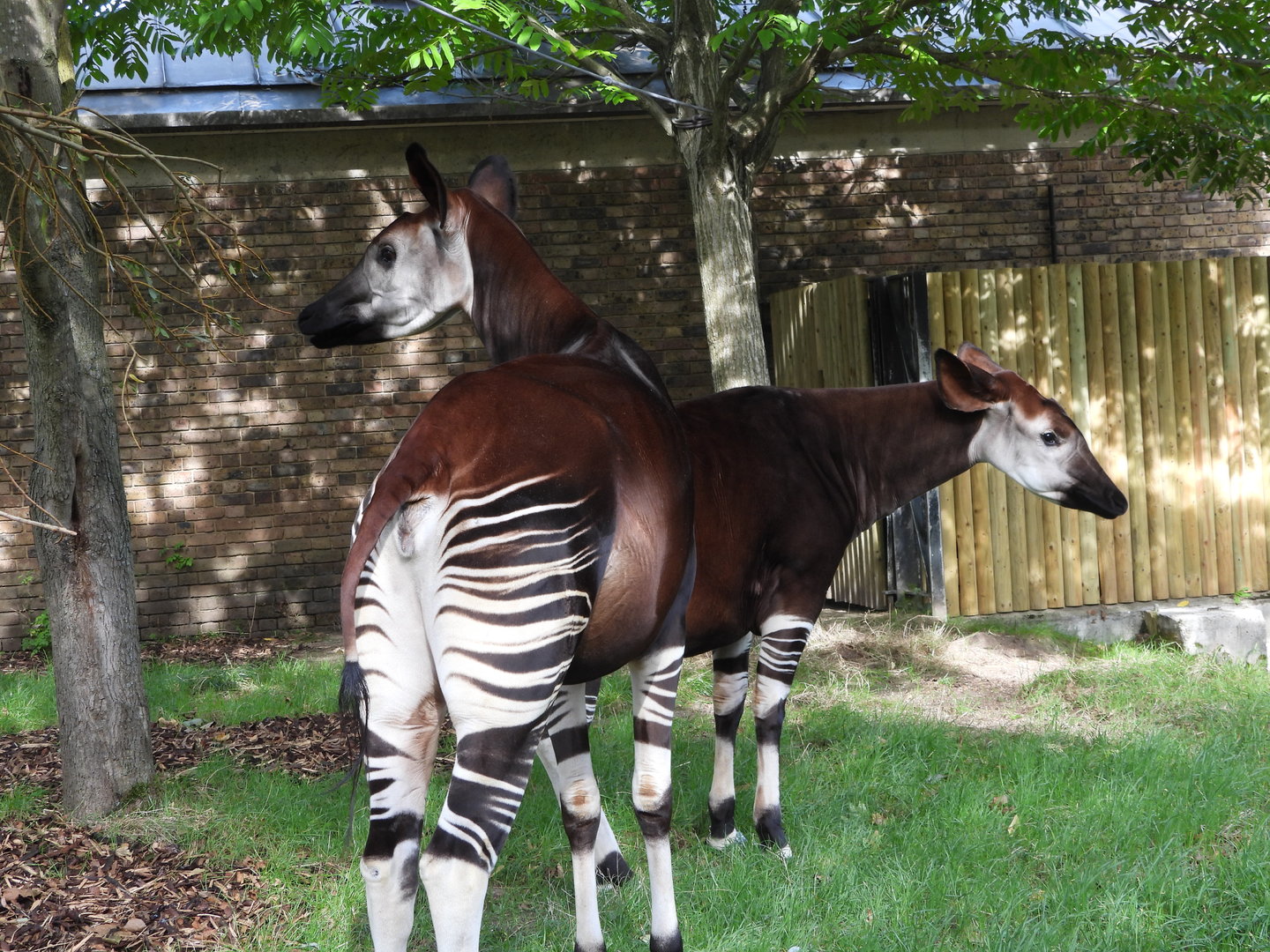 Okapi- 6th October 2023