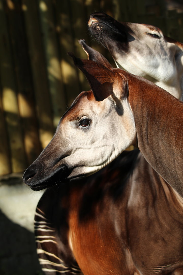 Okapi- 6th October 2023