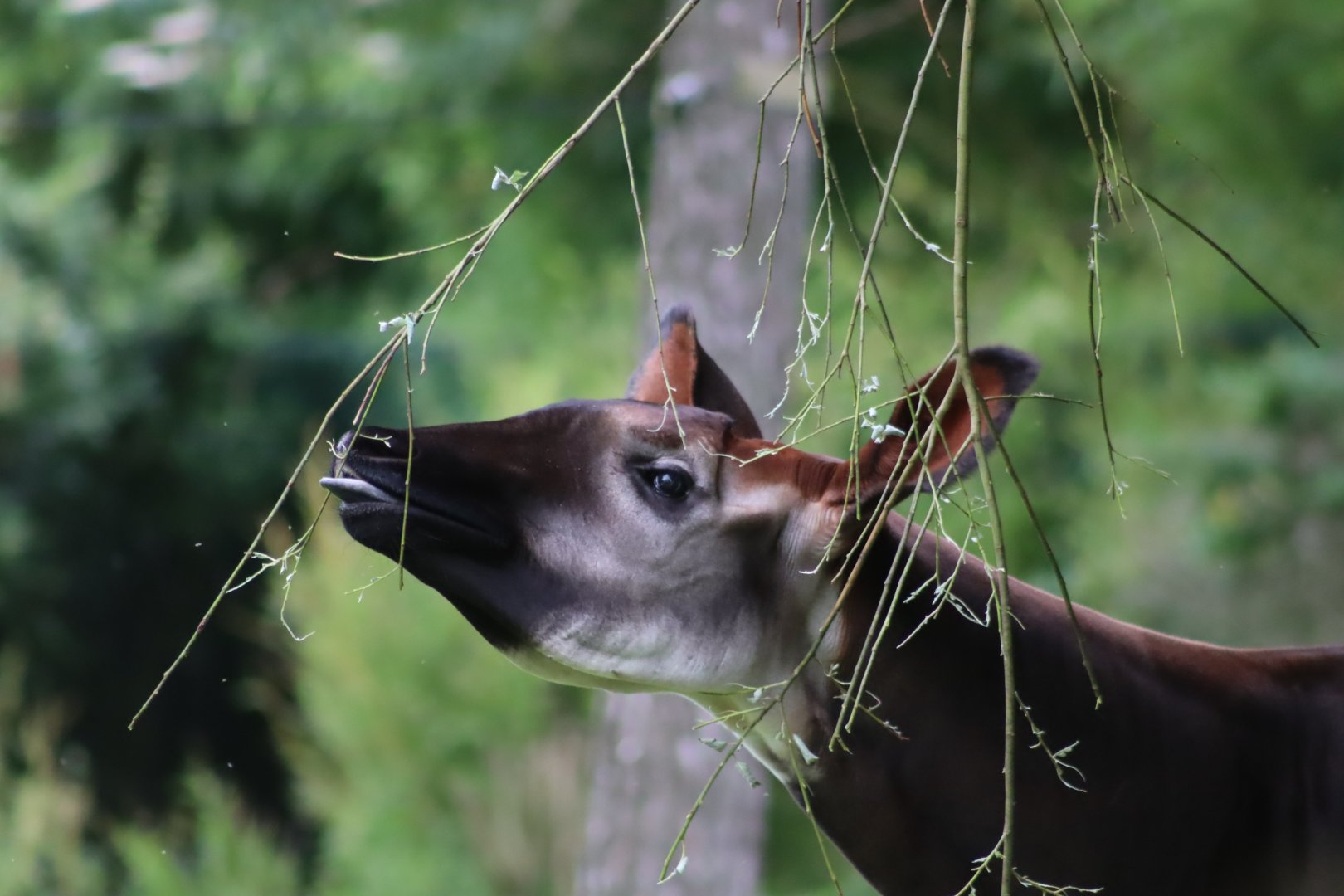 Okapi - 7 July 2024