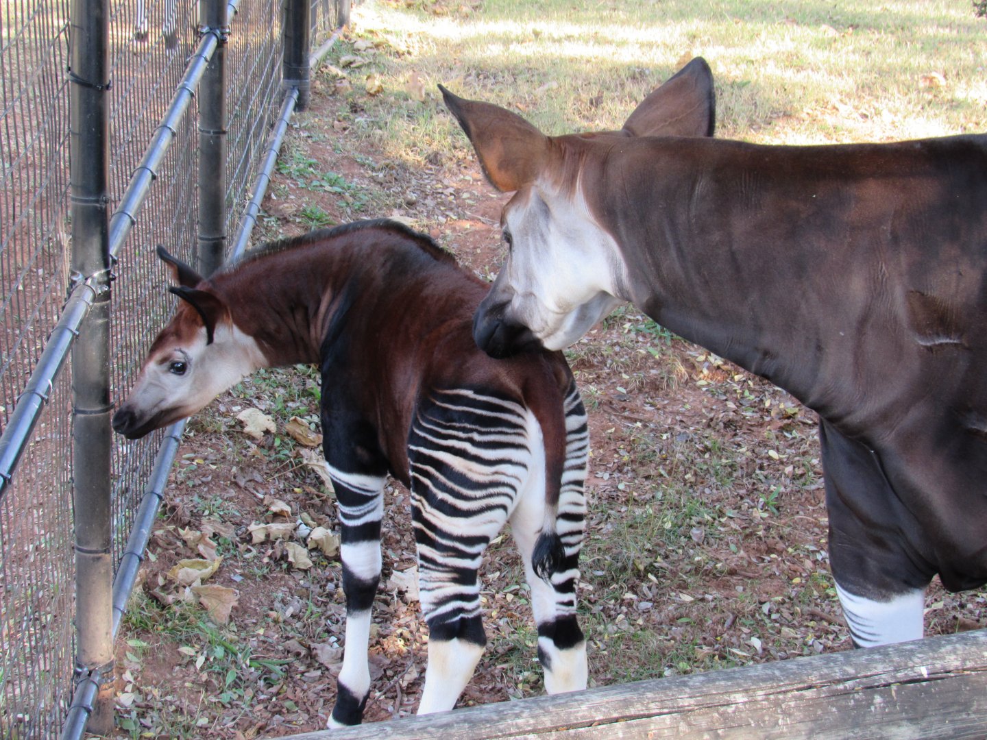 Okapi (adult female and female calf)