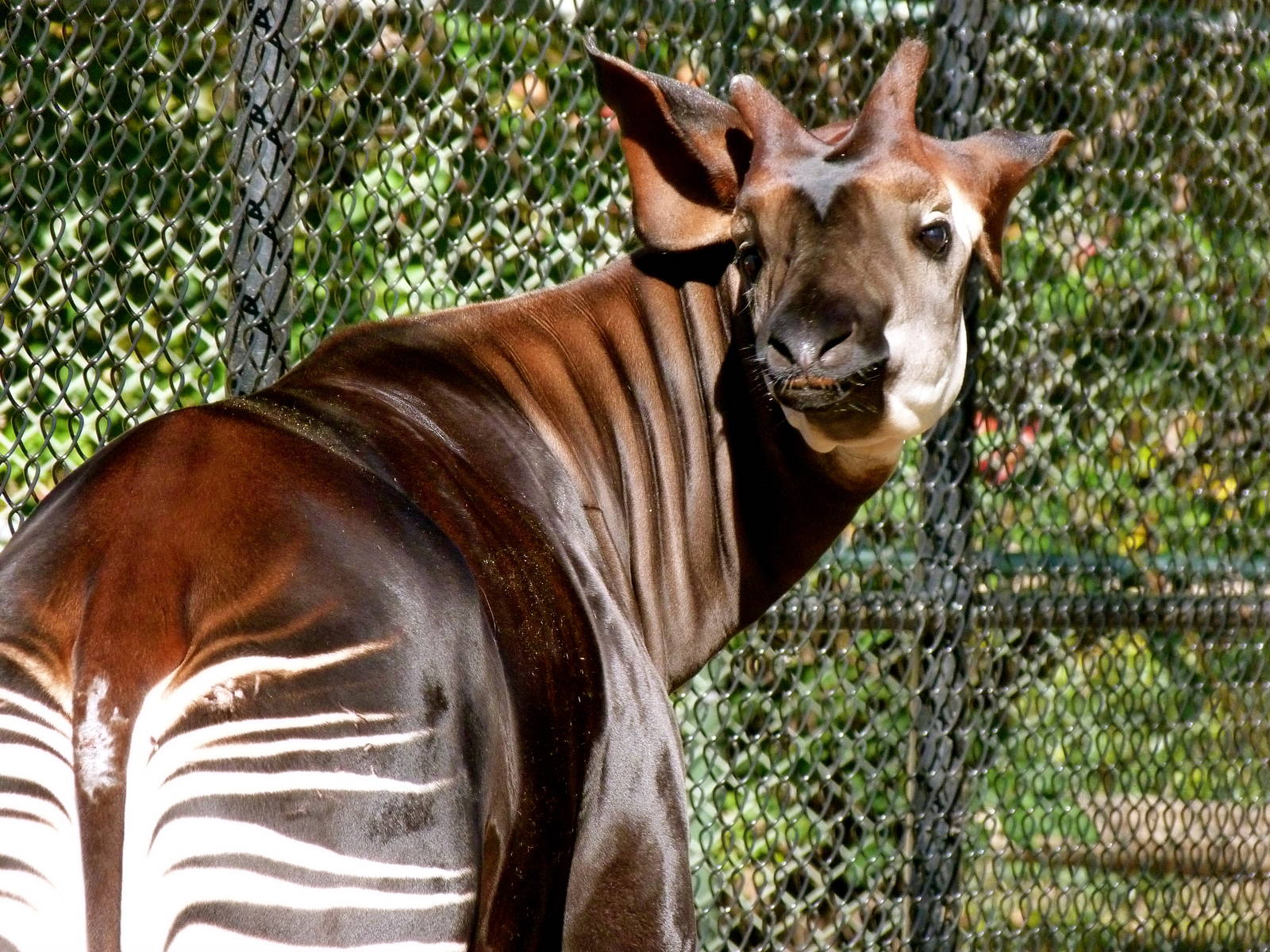 Okapi (African Journey), 10-22-12