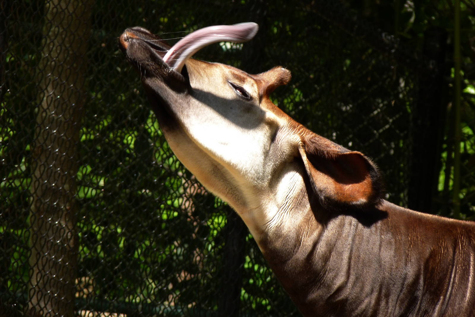 Okapi (African Journey), 5-12-12
