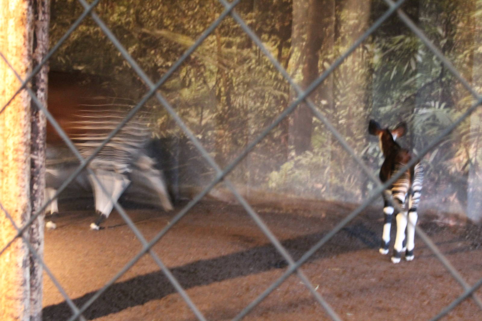 Okapi and baby Chester Zoo 4th November 2012