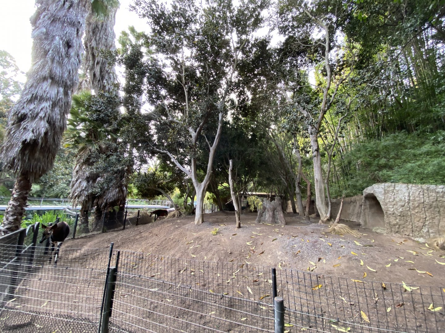 Okapi and Black Duiker Habitat - Lost Forest