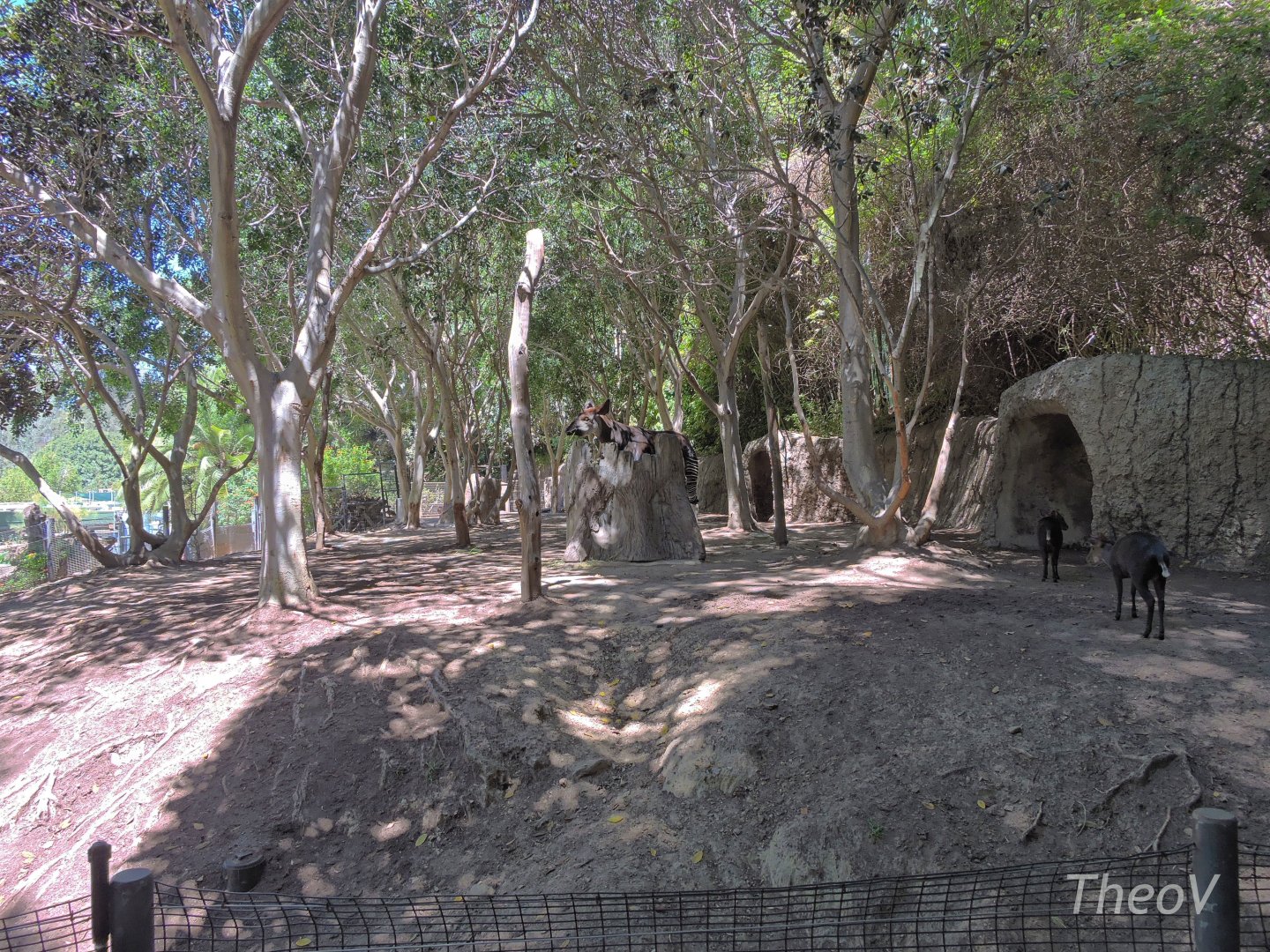 Okapi and black duiker - Lost Forest [2015]