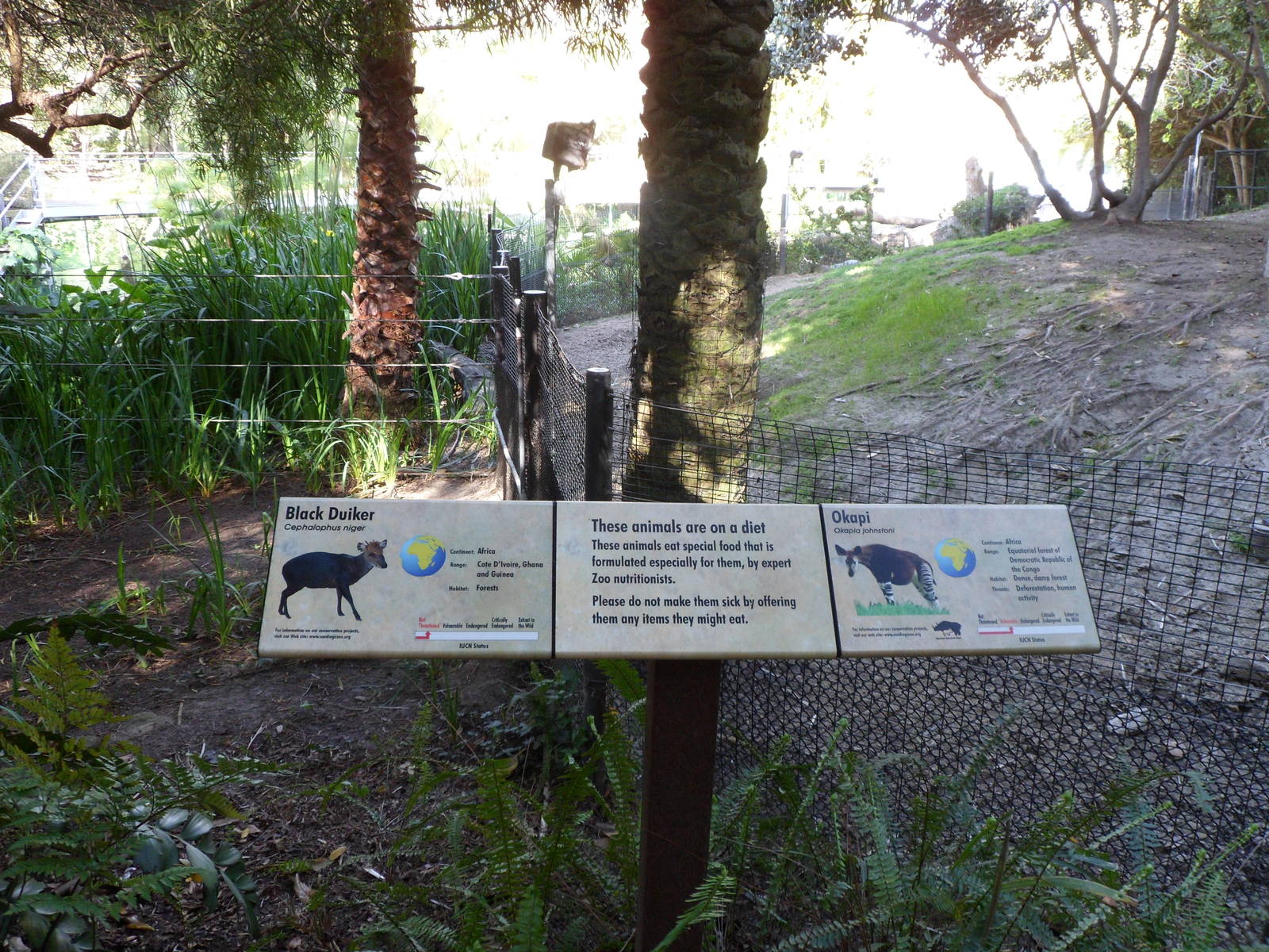 Okapi and Black Duiker Sign