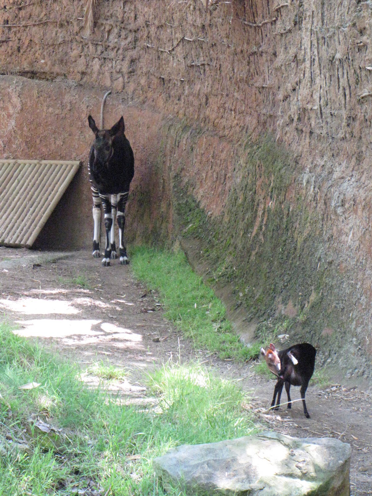 Okapi and Black Duiker