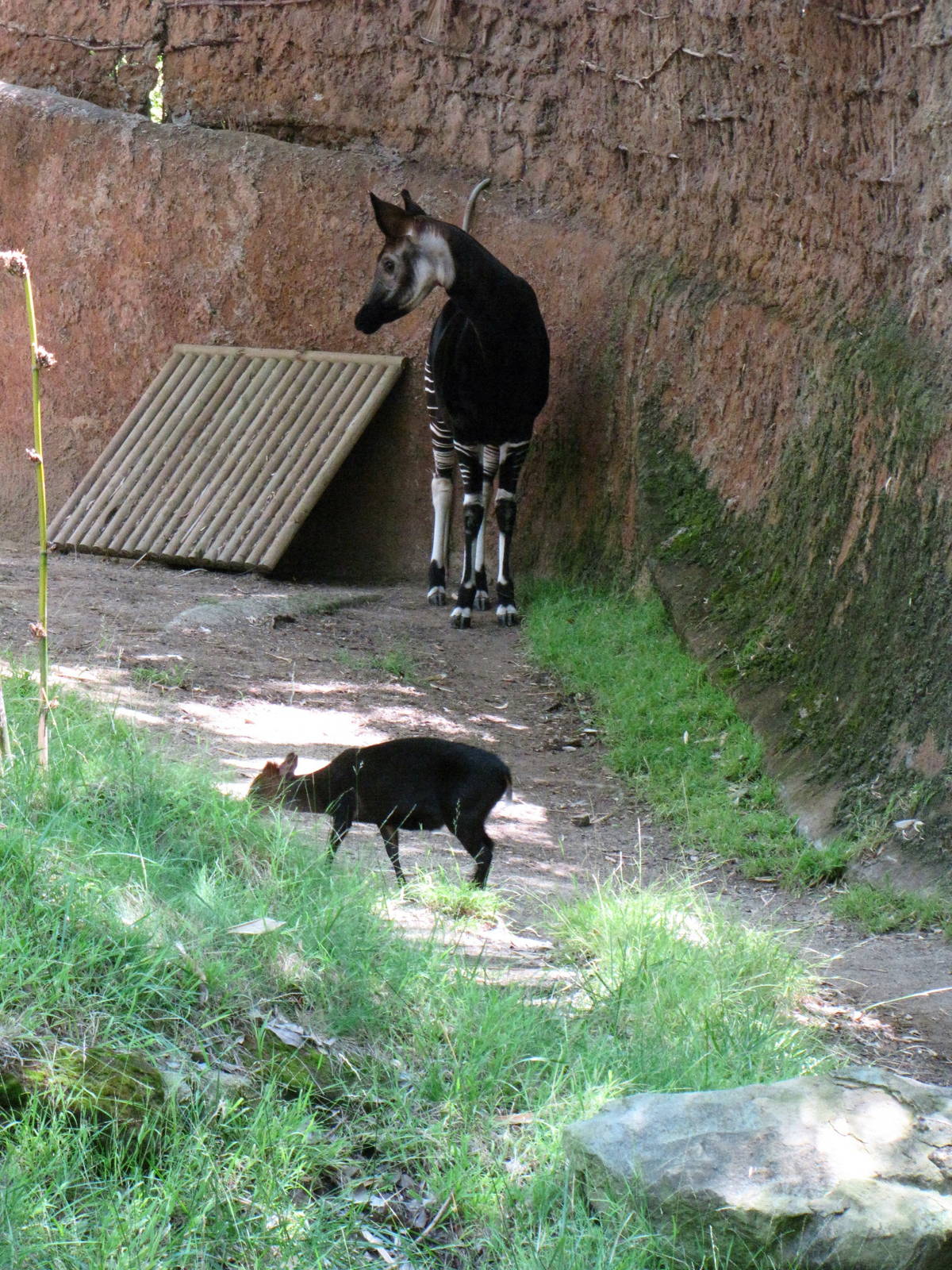 Okapi and Black Duiker