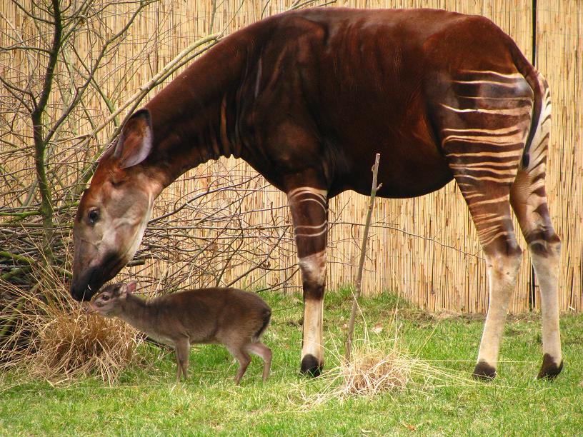 Okapi and Blue Duiker