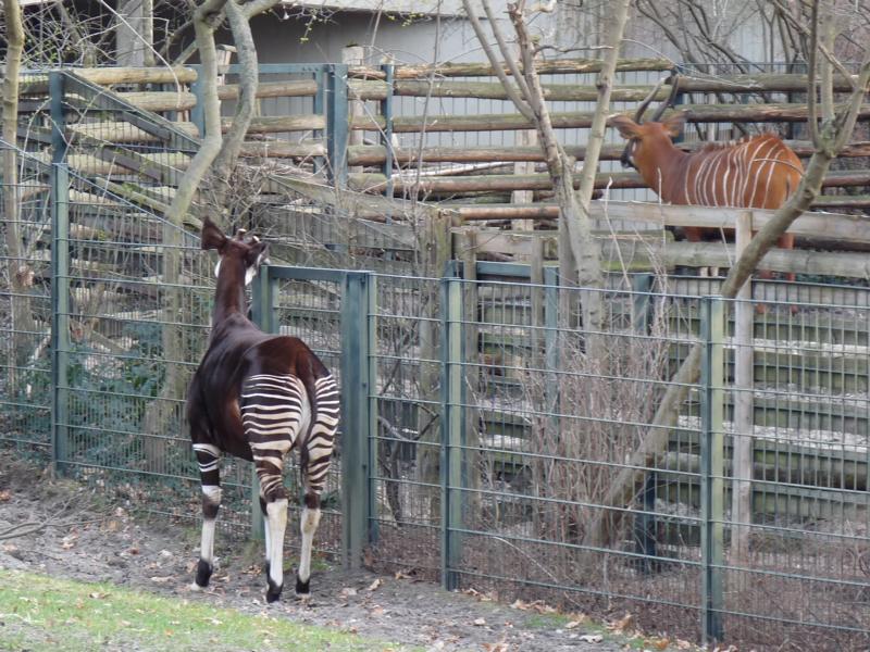 Okapi and Bongo