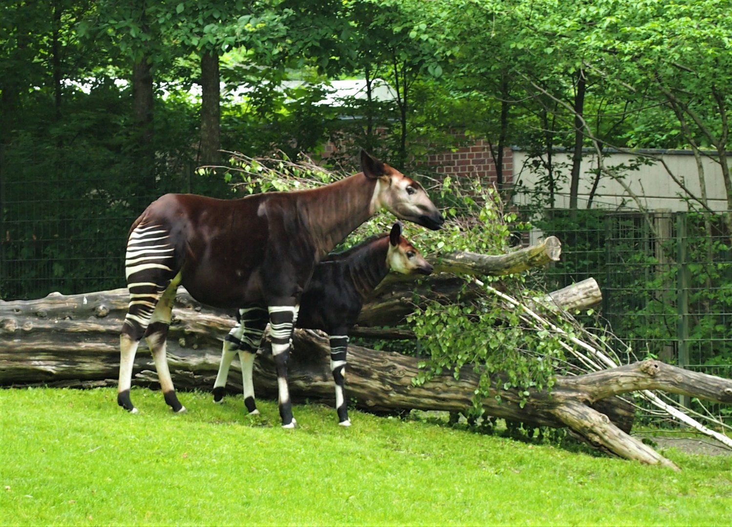 Okapi and calf - 2013