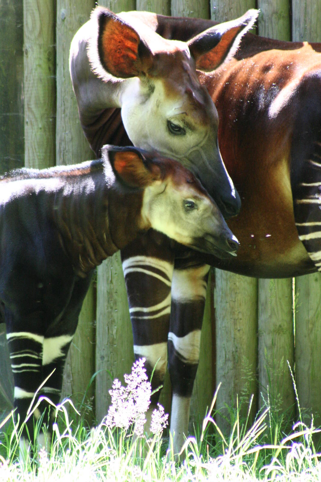 Okapi and calf @ Chester; 10.07.2015