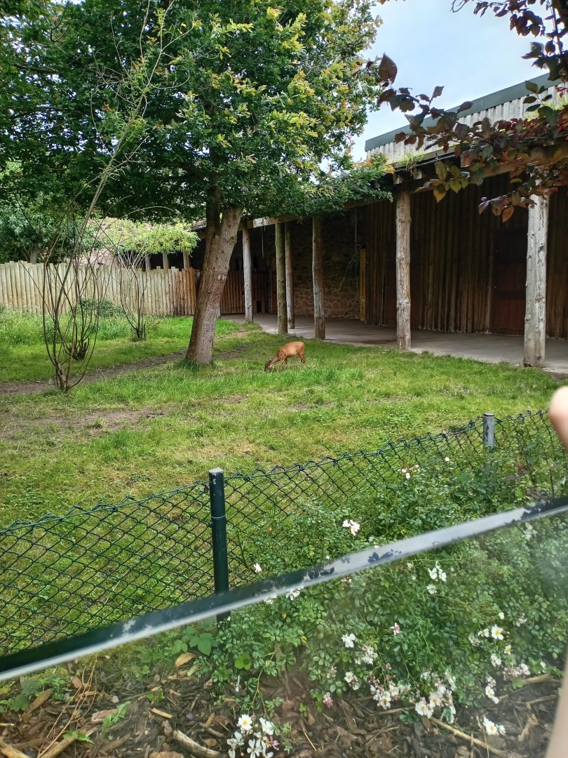 Okapi and Duiker enclosure 8/7/23