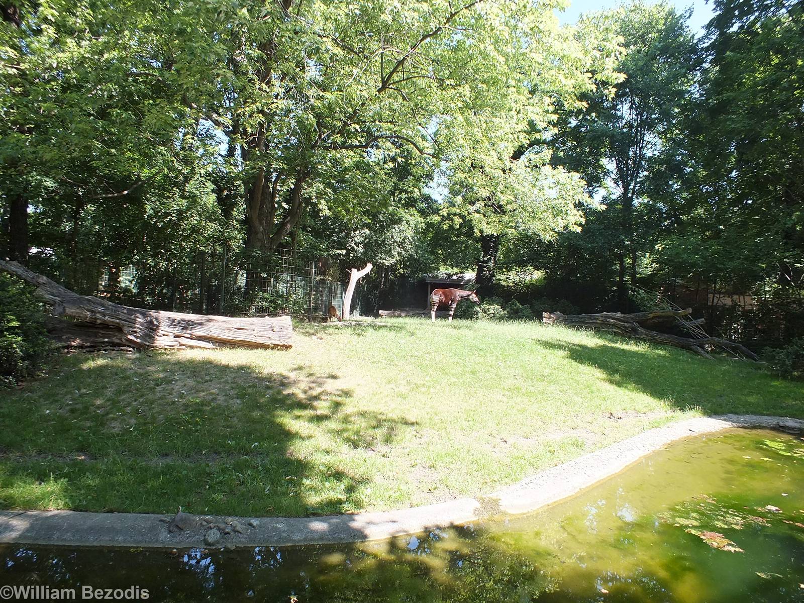 Okapi and Duiker Enclosure