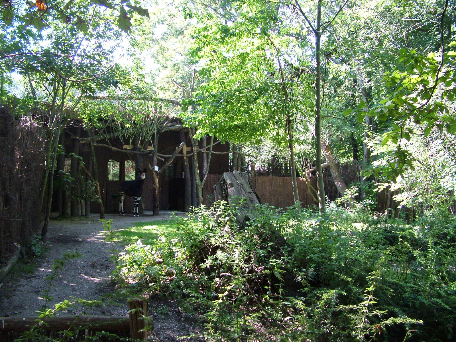 Okapi and Duiker Exhibit at Leipzig, 02/09/11