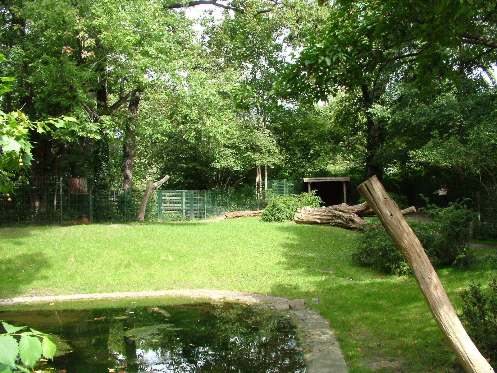 Okapi and Duiker Paddock at Berlin Zoo, 31/08/11
