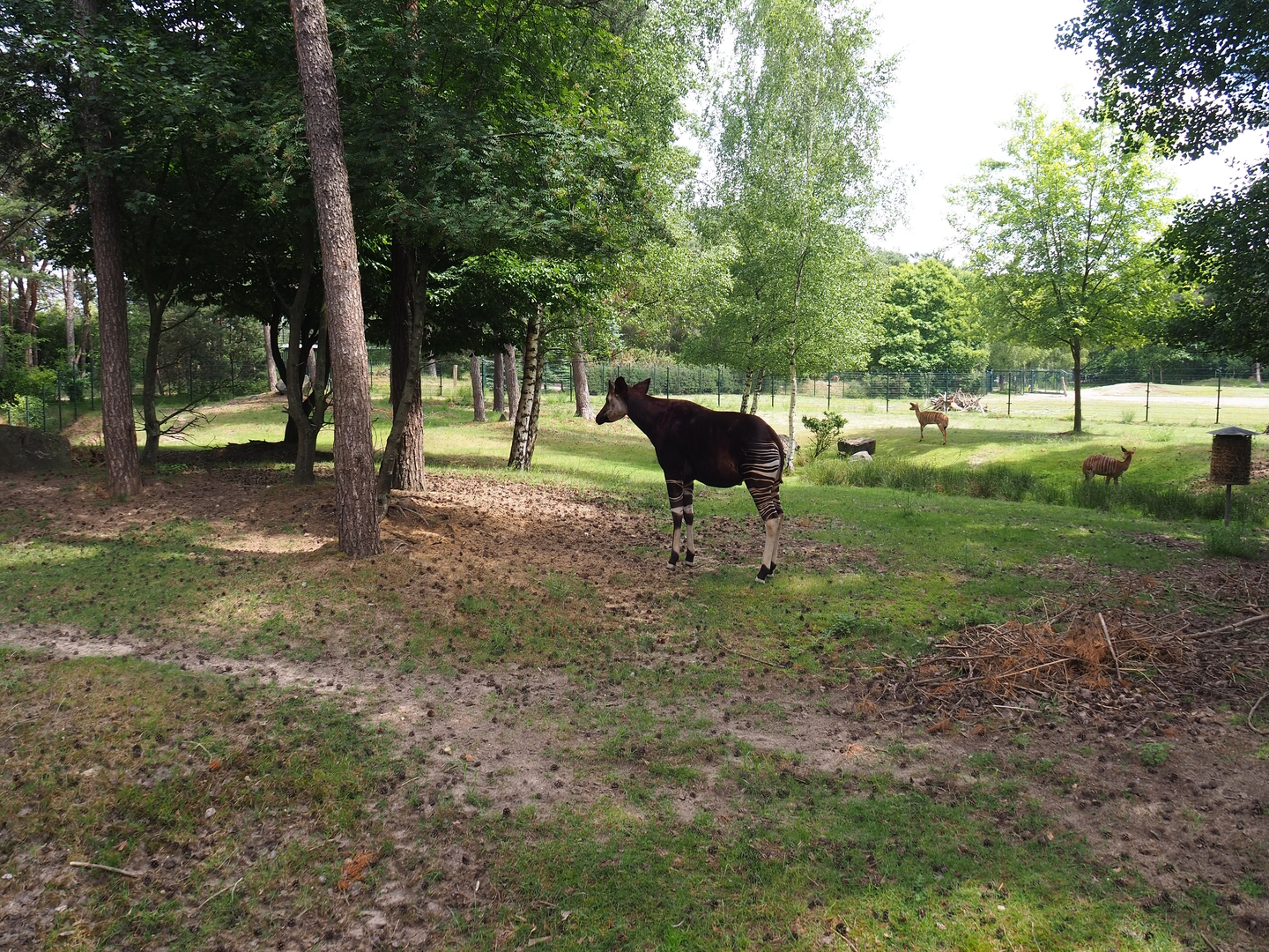 Okapi and female nyala paddock, 2022-06-12