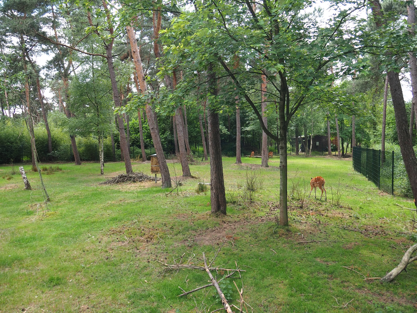 Okapi and female Western sitatunga paddock, 2022-06-12