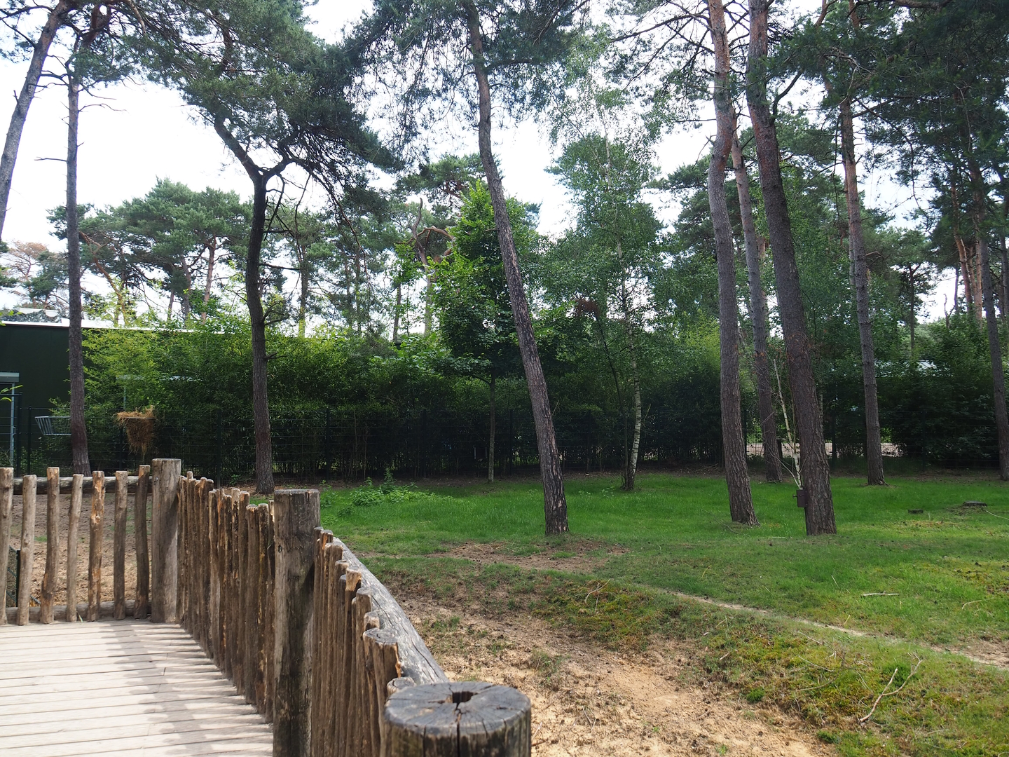 Okapi and female Western sitatunga paddock, 2022-06-12
