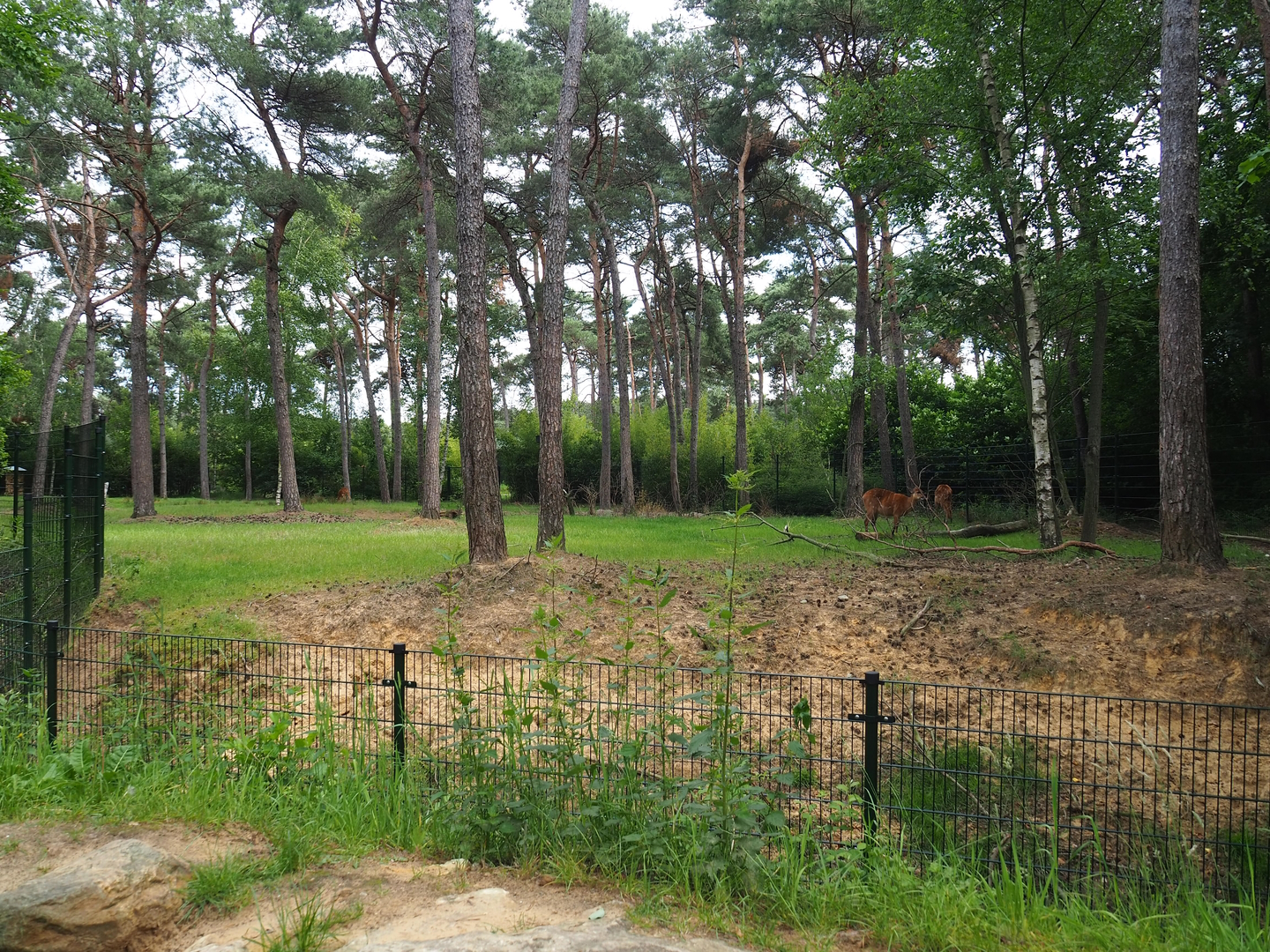 Okapi and female Western sitatunga paddock, 2022-06-12