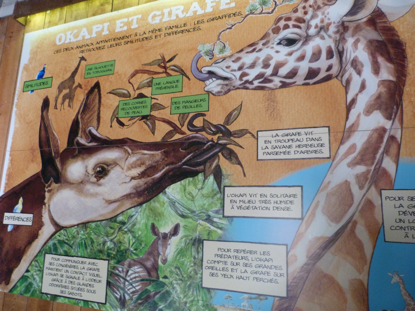 Okapi and giraffe sign -Bioparc de Doué la Fontaine (2025)