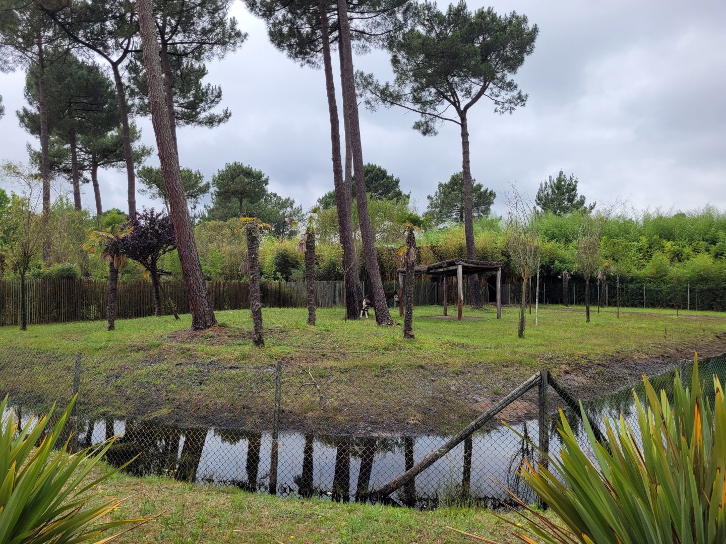 Okapi and Kirk's dik-dik exhibit -Zoo du bassin d'Arcachon (2024)